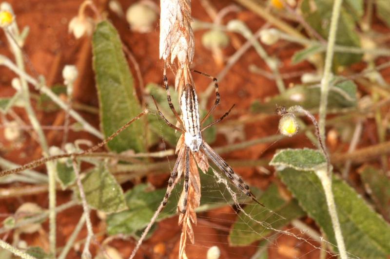 Argiope_syrmatica_D3512_Z_90_Karinji NP_Australie.jpg